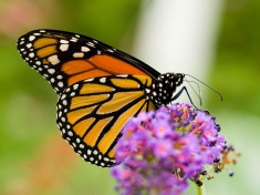 BBGMonarchButterflyWings