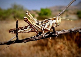 Cricket_(insect)_in_India
