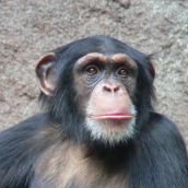 800px-Chimpanzee-Head